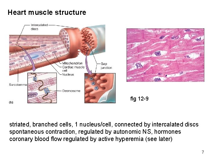 Heart muscle structure fig 12 -9 striated, branched cells, 1 nucleus/cell, connected by intercalated
