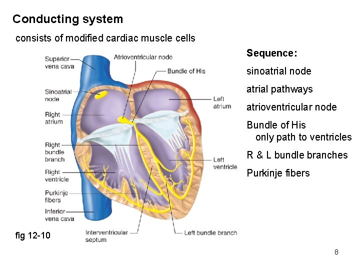 Conducting system consists of modified cardiac muscle cells Sequence: sinoatrial node atrial pathways atrioventricular