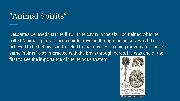 “Animal Spirits” Descartes believed that the fluid in the cavity in the skull contained