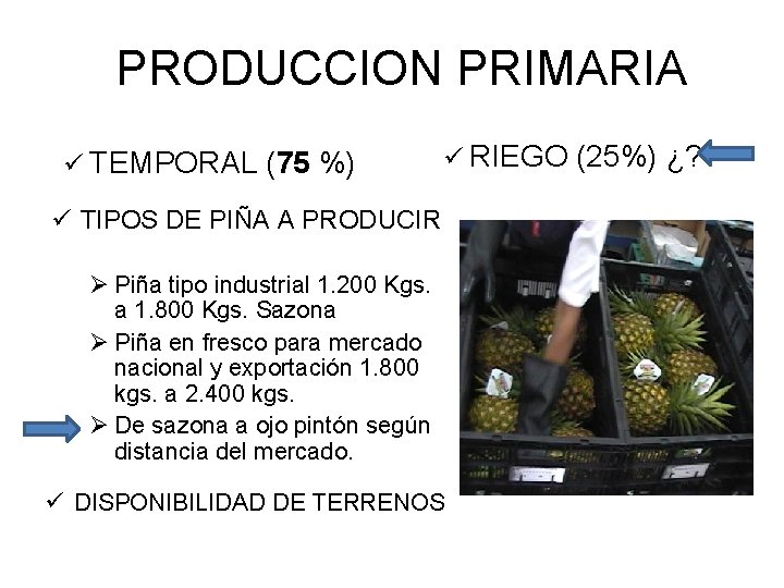 PRODUCCION PRIMARIA ü TEMPORAL (75 %) ü RIEGO (25%) ¿? ü TIPOS DE PIÑA