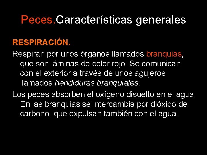 Peces. Características generales RESPIRACIÓN. Respiran por unos órganos llamados branquias, que son láminas de Peces. Características generales RESPIRACIÓN. Respiran por unos órganos llamados branquias, que son láminas de