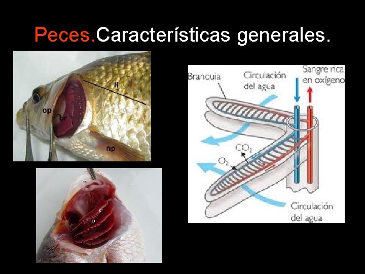 Peces. Características generales. Peces. Características generales.