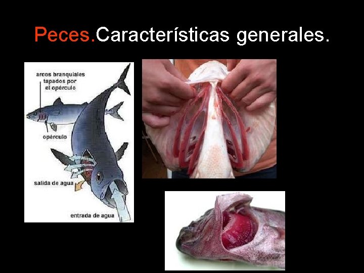 Peces. Características generales. Peces. Características generales.
