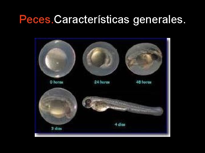 Peces. Características generales. Peces. Características generales.