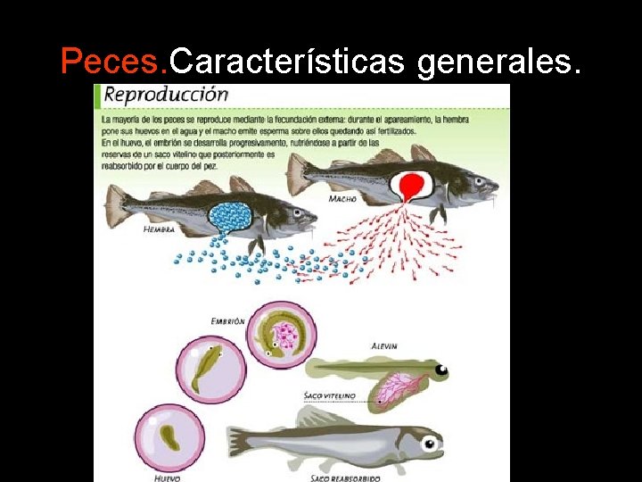 Peces. Características generales. 