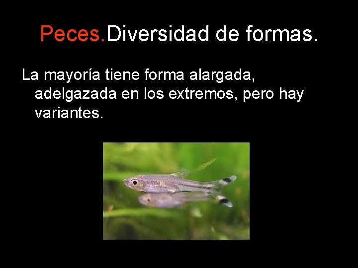 Peces. Diversidad de formas. La mayoría tiene forma alargada, adelgazada en los extremos, pero