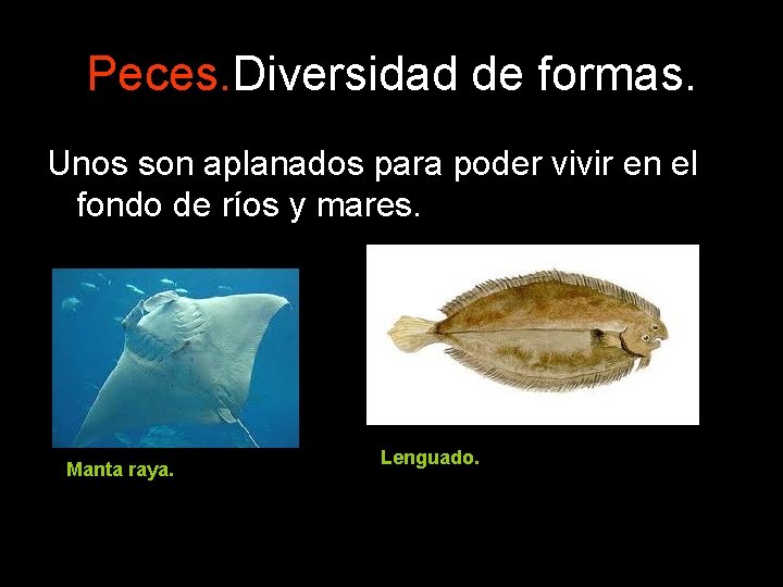 Peces. Diversidad de formas. Unos son aplanados para poder vivir en el fondo de