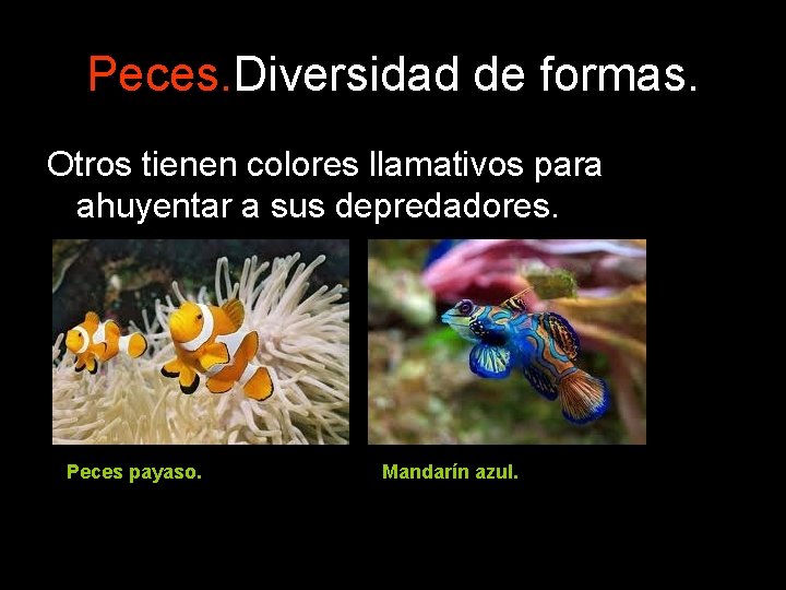 Peces. Diversidad de formas. Otros tienen colores llamativos para ahuyentar a sus depredadores. Peces Peces. Diversidad de formas. Otros tienen colores llamativos para ahuyentar a sus depredadores. Peces