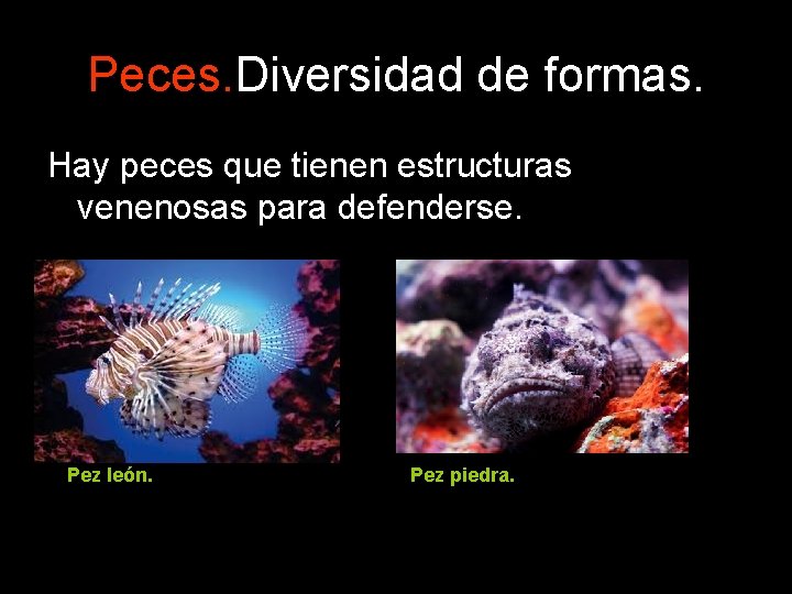Peces. Diversidad de formas. Hay peces que tienen estructuras venenosas para defenderse. Pez león. Peces. Diversidad de formas. Hay peces que tienen estructuras venenosas para defenderse. Pez león.