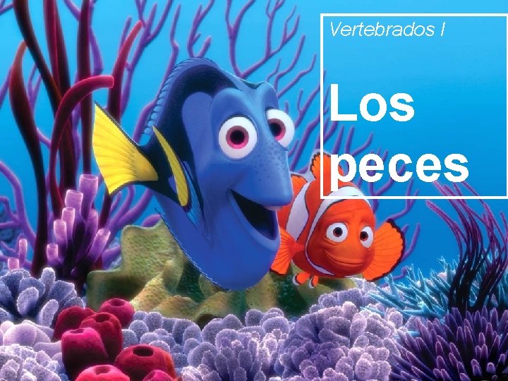 Vertebrados I Los peces 