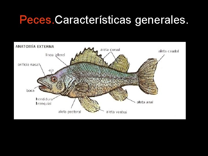 Peces. Características generales. 