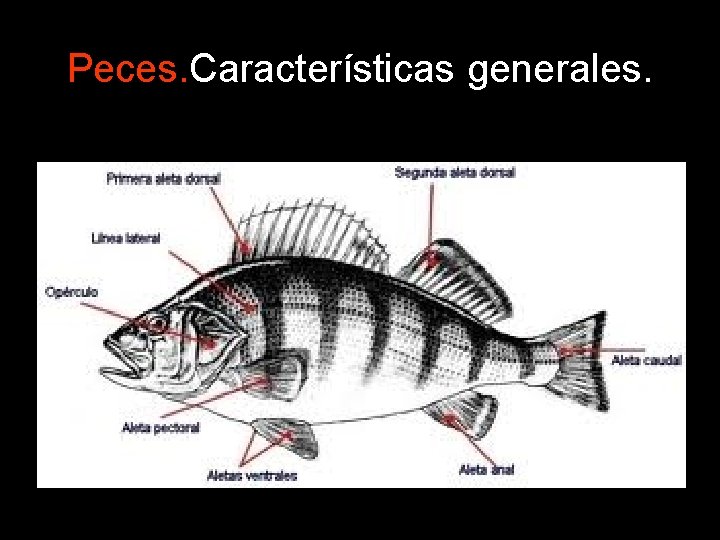 Peces. Características generales. 