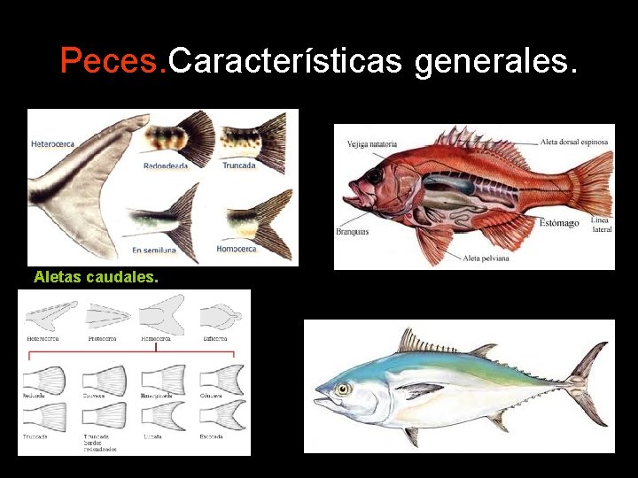 Peces. Características generales. Aletas caudales. Peces. Características generales. Aletas caudales.