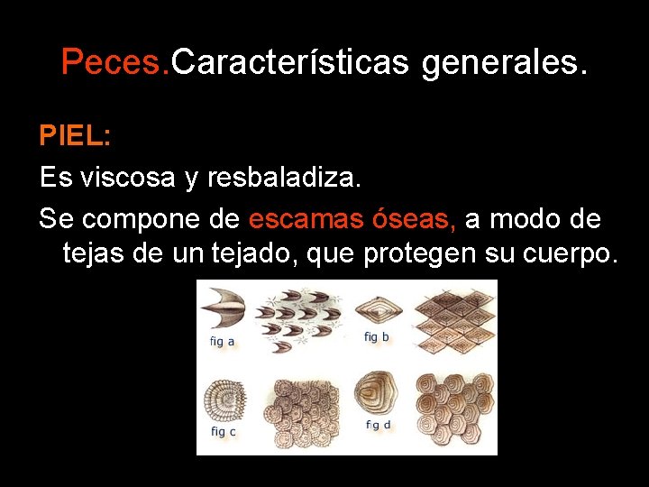 Peces. Características generales. PIEL: Es viscosa y resbaladiza. Se compone de escamas óseas, a Peces. Características generales. PIEL: Es viscosa y resbaladiza. Se compone de escamas óseas, a