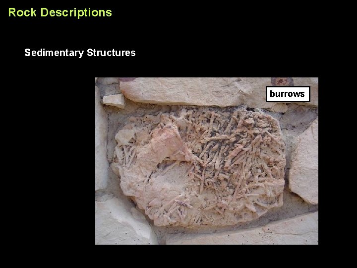 Rock Descriptions Sedimentary Structures burrows 
