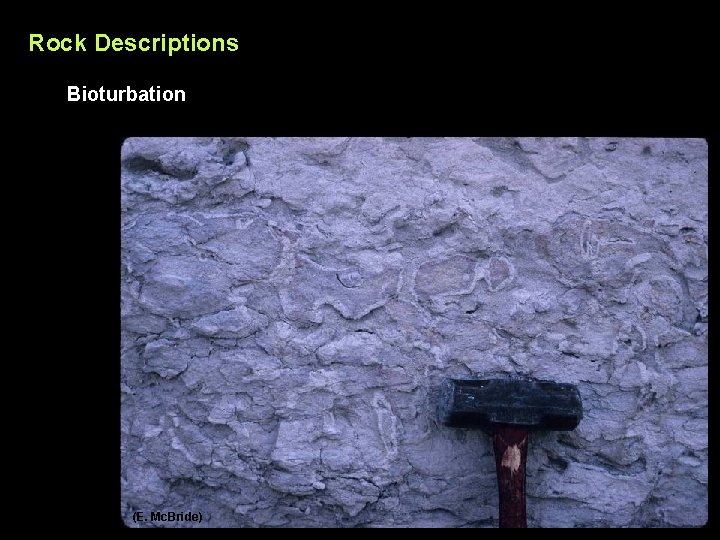 Rock Descriptions Bioturbation (E. Mc. Bride) 
