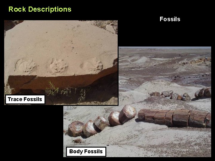 Rock Descriptions Fossils Trace Fossils Body Fossils 