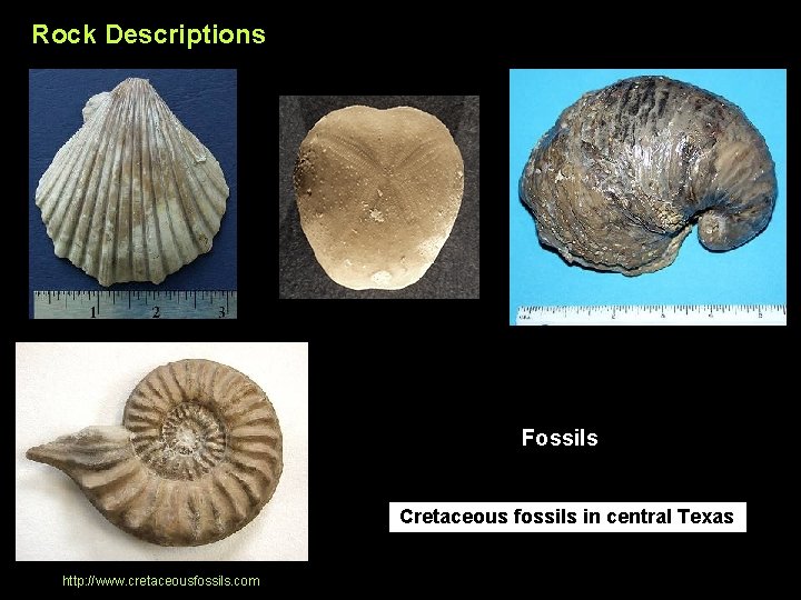 Rock Descriptions Fossils Cretaceous fossils in central Texas http: //www. cretaceousfossils. com 