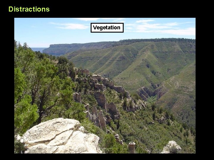 Distractions Vegetation 