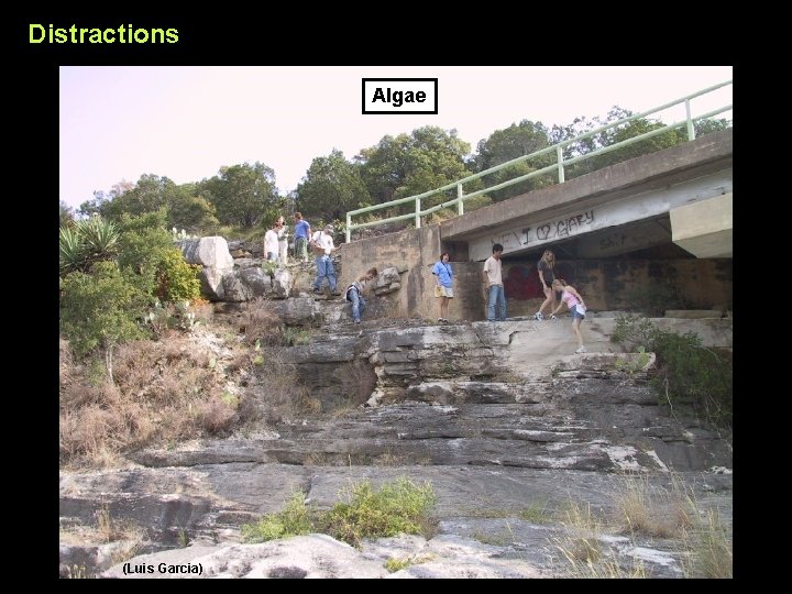 Distractions Algae (Luis Garcia) 