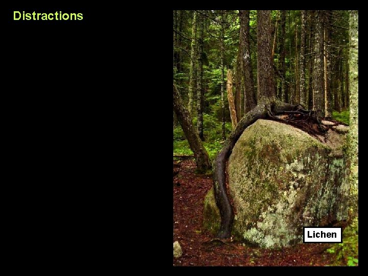 Distractions Lichen 