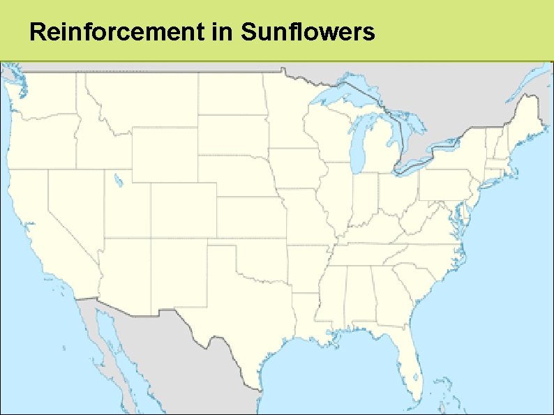 Reinforcement in Sunflowers 