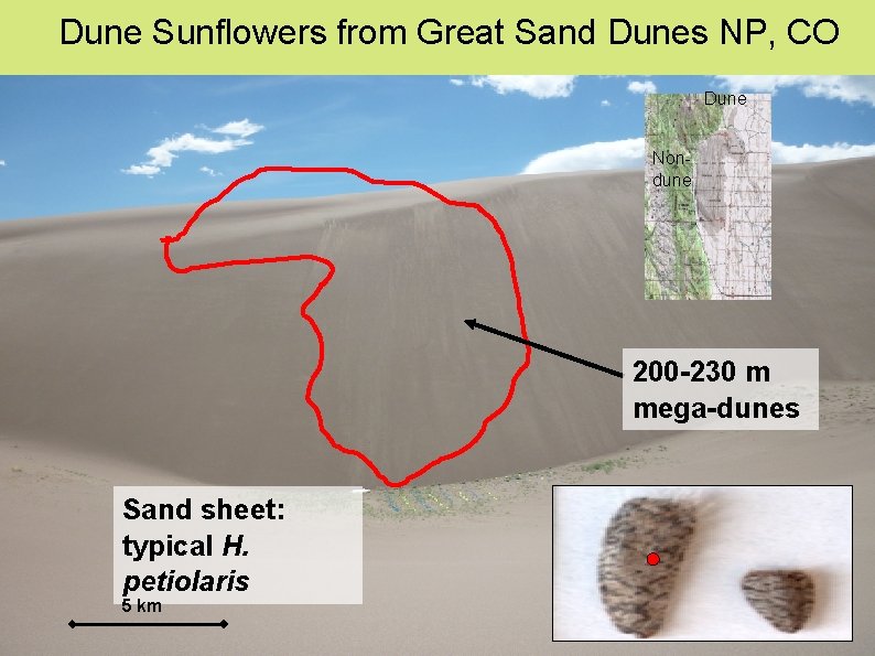 Dune Sunflowers from Great Sand Dunes NP, CO Dune Nondune 200 -230 m mega-dunes