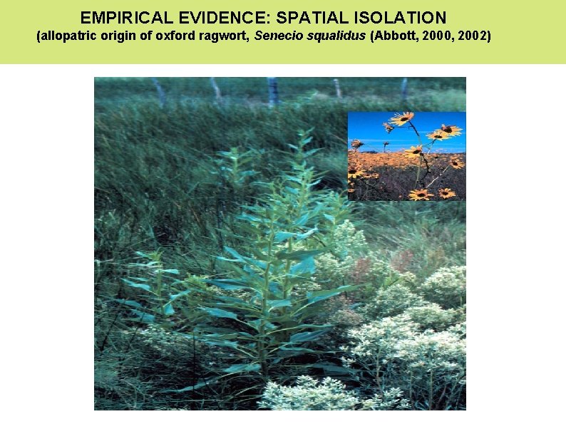 EMPIRICAL EVIDENCE: SPATIAL ISOLATION (allopatric origin of oxford ragwort, Senecio squalidus (Abbott, 2000, 2002)