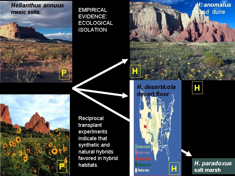 Helianthus annuus mesic soils H. anomalus sand dune EMPIRICAL EVIDENCE: ECOLOGICAL ISOLATION H P