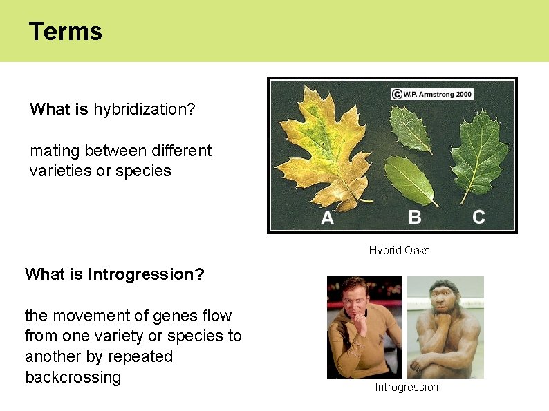 Terms What is hybridization? mating between different varieties or species Hybrid Oaks What is