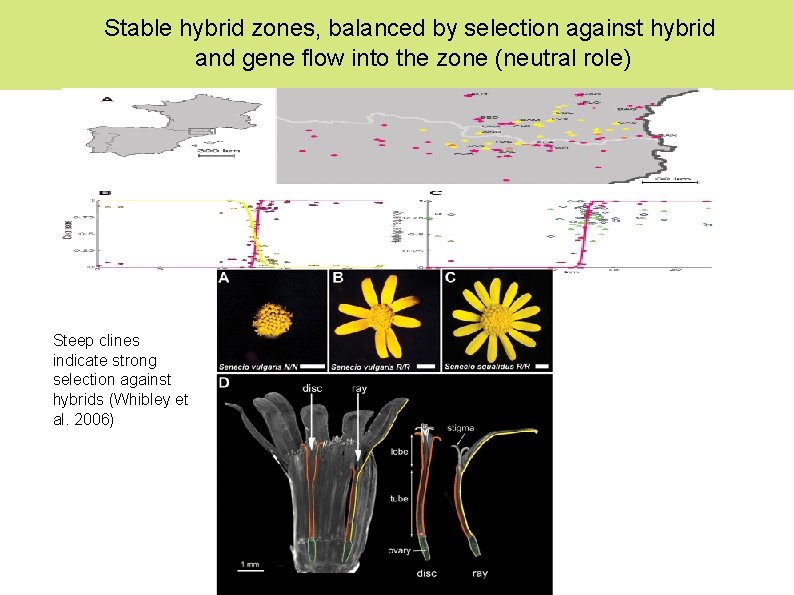 Stable hybrid zones, balanced by selection against hybrid and gene flow into the zone