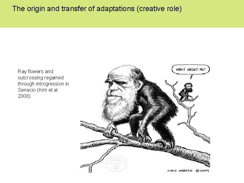 The origin and transfer of adaptations (creative role) Ray flowers and outcrossing regained through