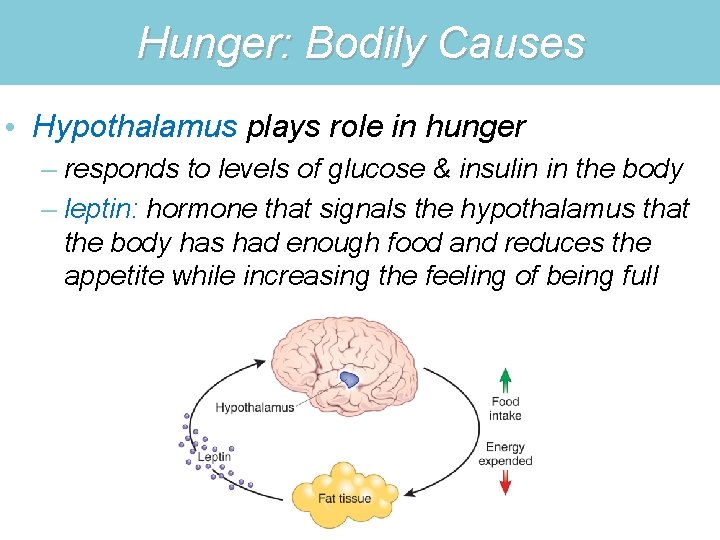 Hunger: Bodily Causes • Hypothalamus plays role in hunger – responds to levels of