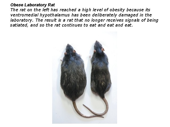 Obese Laboratory Rat The rat on the left has reached a high level of