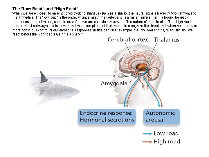 The “Low Road” and “High Road” When we are exposed to an emotion-provoking stimulus