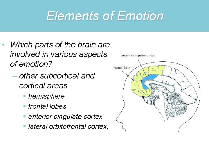 Elements of Emotion • Which parts of the brain are involved in various aspects