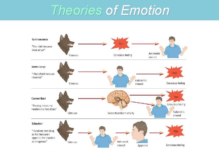 Theories of Emotion 