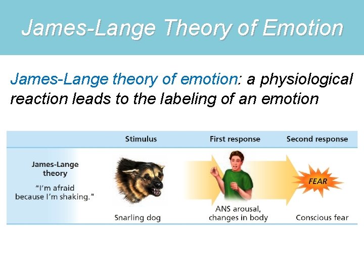 James-Lange Theory of Emotion James-Lange theory of emotion: a physiological reaction leads to the