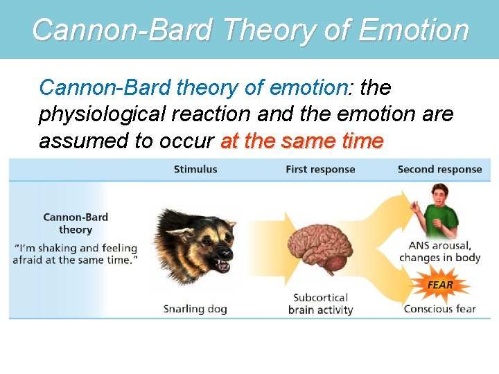 Cannon-Bard Theory of Emotion Cannon-Bard theory of emotion: the physiological reaction and the emotion