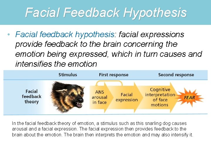 Facial Feedback Hypothesis • Facial feedback hypothesis: facial expressions provide feedback to the brain