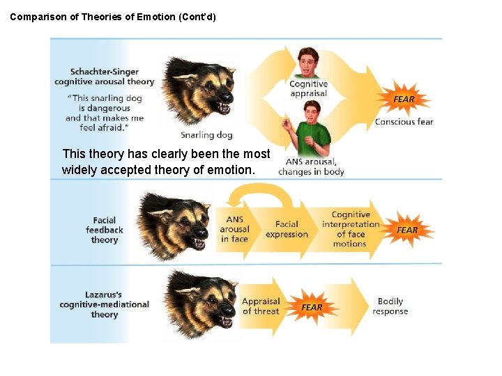 Comparison of Theories of Emotion (Cont’d) This theory has clearly been the most widely