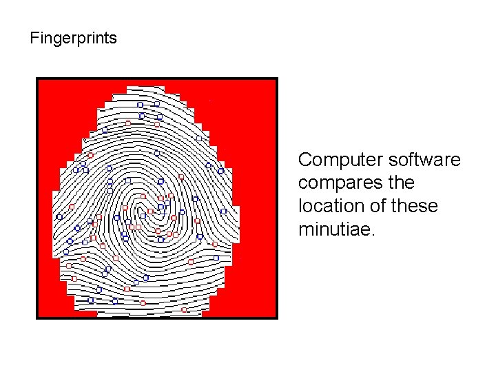 Fingerprints Computer software compares the location of these minutiae. 