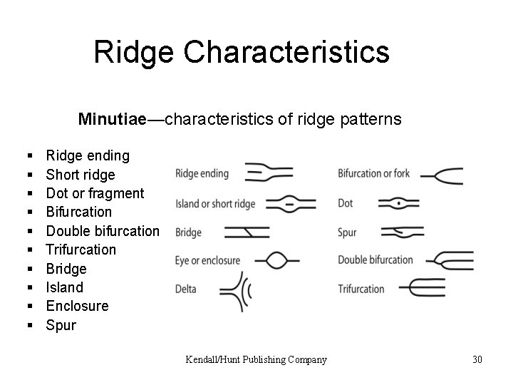 Ridge Characteristics Minutiae—characteristics of ridge patterns § § § § § Ridge ending Short