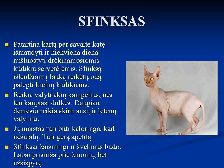 SFINKSAS n n Patartina kartą per savaitę katę išmaudyti ir kiekvieną dieną nušluostyti drėkinamosiomis SFINKSAS n n Patartina kartą per savaitę katę išmaudyti ir kiekvieną dieną nušluostyti drėkinamosiomis
