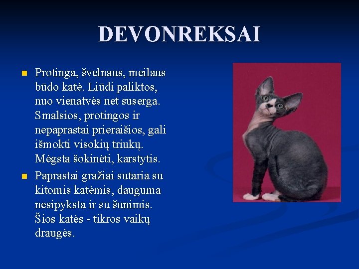 DEVONREKSAI n n Protinga, švelnaus, meilaus būdo katė. Liūdi paliktos, nuo vienatvės net suserga.