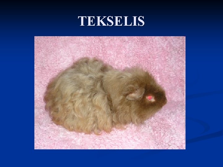 TEKSELIS TEKSELIS