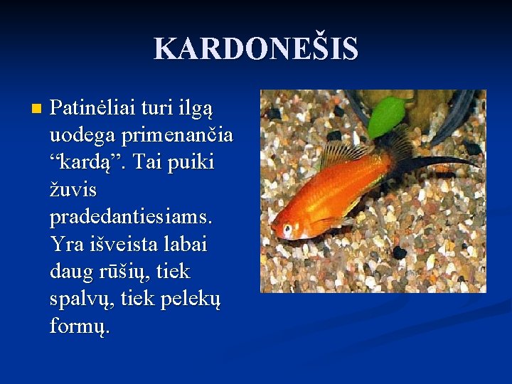 KARDONEŠIS n Patinėliai turi ilgą uodega primenančia “kardą”. Tai puiki žuvis pradedantiesiams. Yra išveista