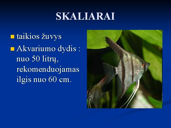 SKALIARAI n taikios žuvys n Akvariumo dydis : nuo 50 litrų, rekomenduojamas ilgis nuo SKALIARAI n taikios žuvys n Akvariumo dydis : nuo 50 litrų, rekomenduojamas ilgis nuo