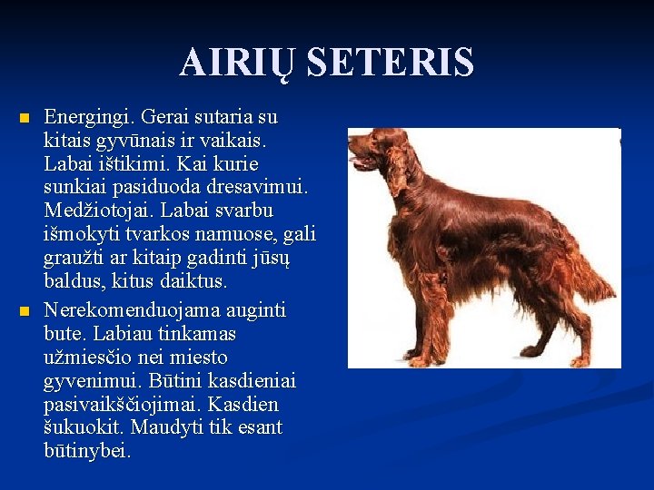 AIRIŲ SETERIS n n Energingi. Gerai sutaria su kitais gyvūnais ir vaikais. Labai ištikimi. AIRIŲ SETERIS n n Energingi. Gerai sutaria su kitais gyvūnais ir vaikais. Labai ištikimi.