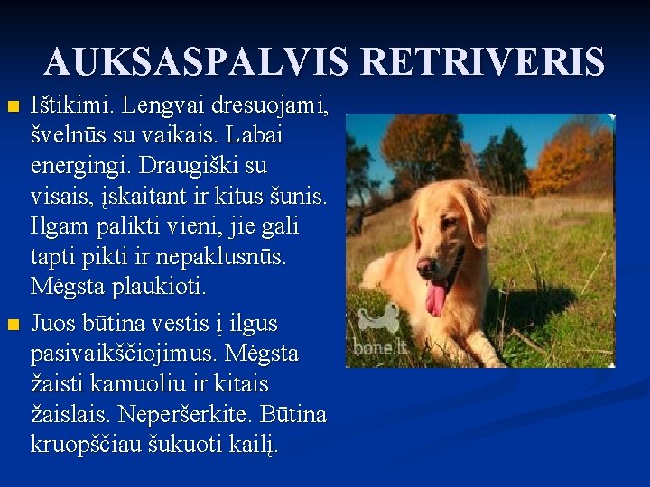 AUKSASPALVIS RETRIVERIS n n Ištikimi. Lengvai dresuojami, švelnūs su vaikais. Labai energingi. Draugiški su